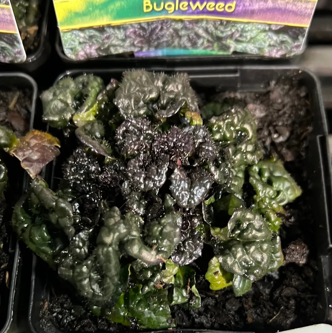 Ajuga Metallica Crispa 3.5"